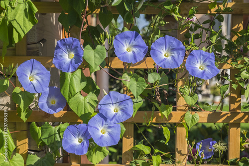 Prunkwinde, Trichterwinde, Ipomoea