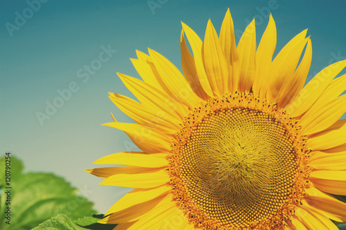 Sunflower at blue sky background  agricultural oil farming