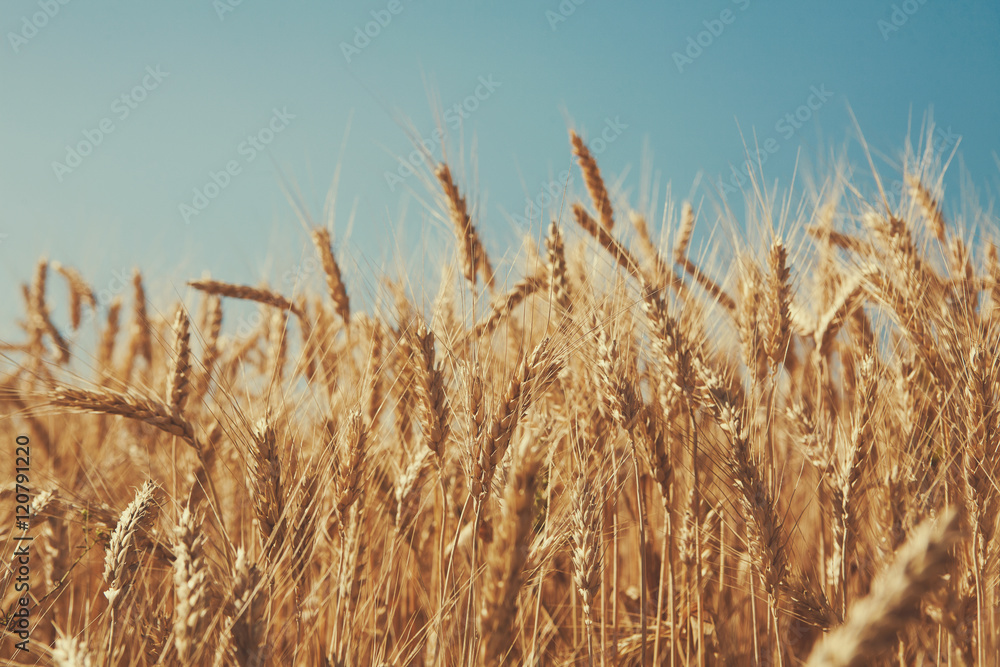 Obraz premium Golden wheat field, harvest and farming