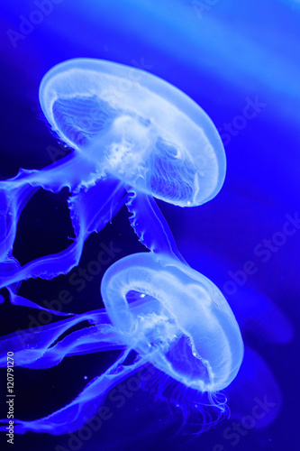 White jelly fish in blue aquarium floating