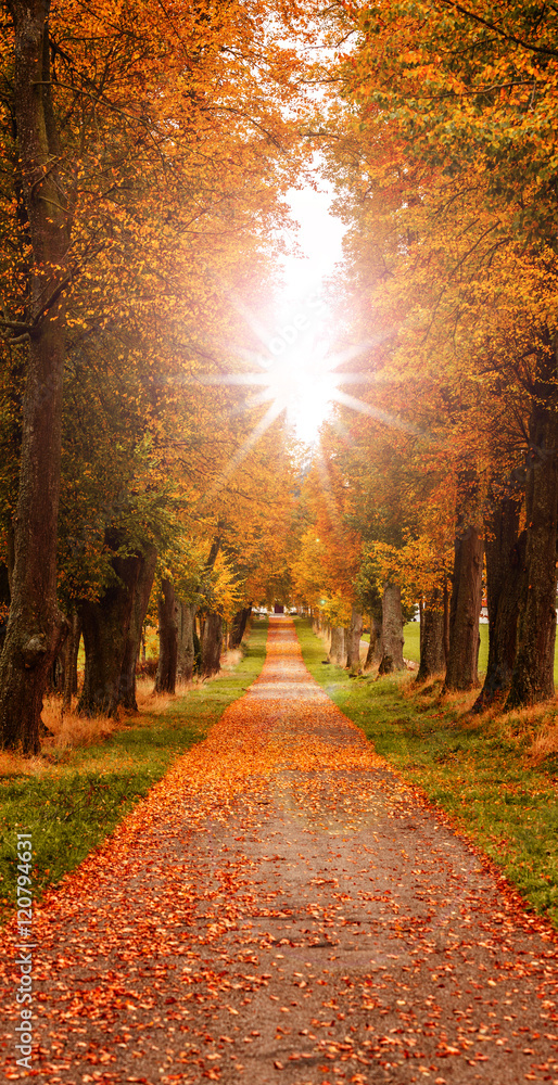 Bunte Herbstbäume