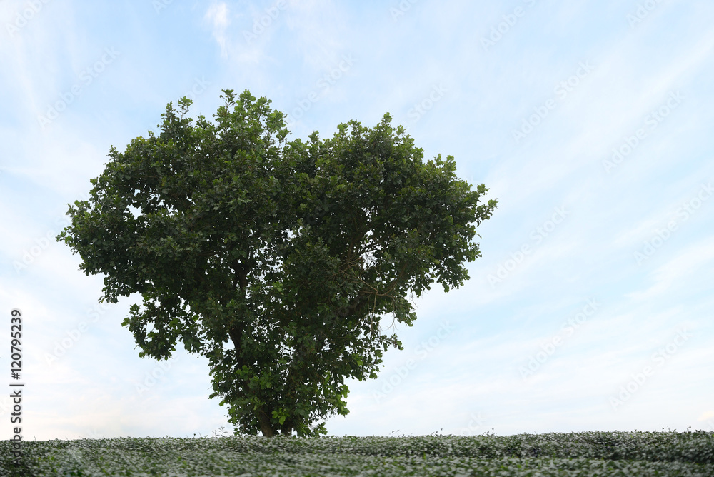 Obraz premium Tree in the shape of heart with light blue sky, valentines day background.
