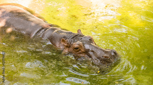 A hippopotamus floating in water with its half body above water