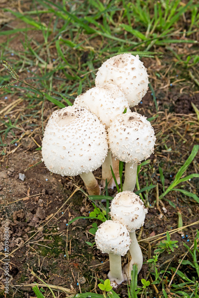 mushroom poisoning mushroom poisoning