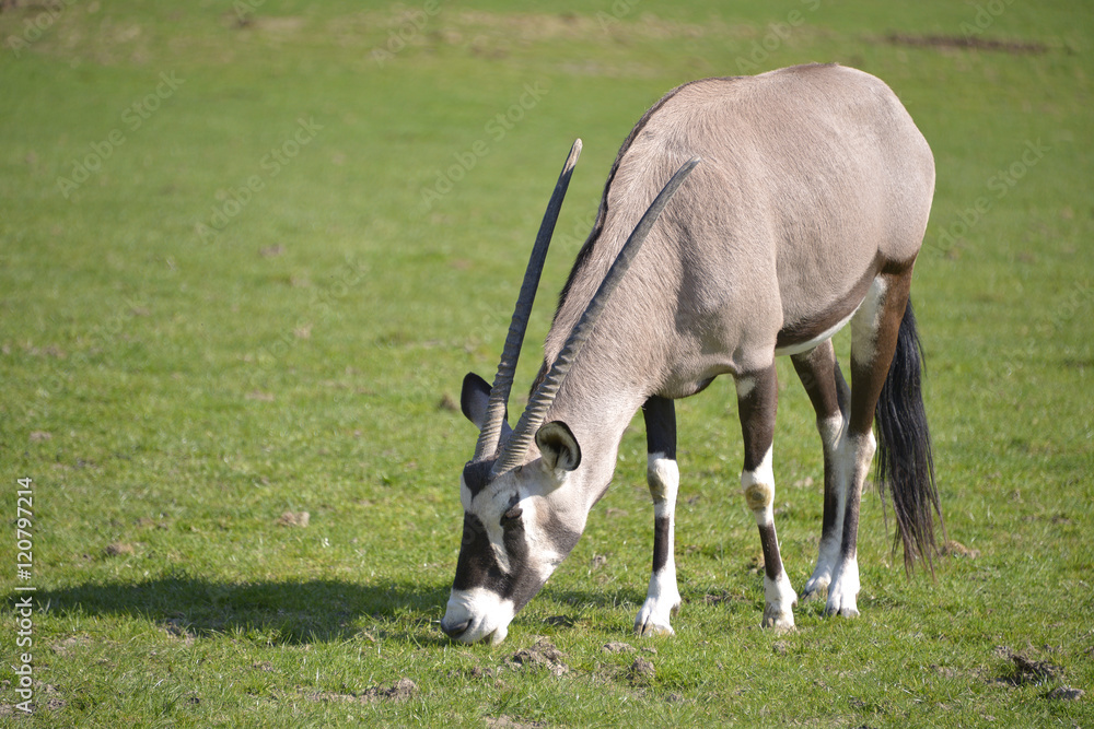 Gemsbok or gemsbuck (Oryx gazella) grazing Gemsbok or gemsbuck (Oryx gazella) grazing