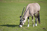 Gemsbok or gemsbuck (Oryx gazella) grazing