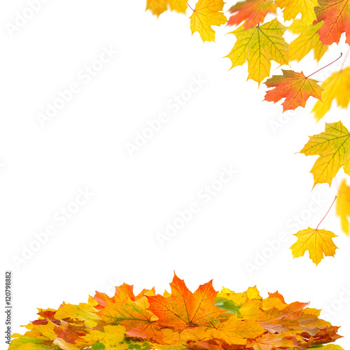 Red yellow maple leaves on white background. Autumn fall
