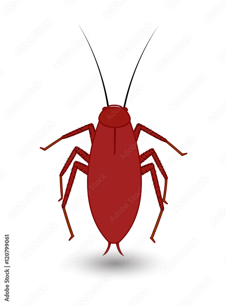 Cockroach Insect Vector Cockroach Insect Vector