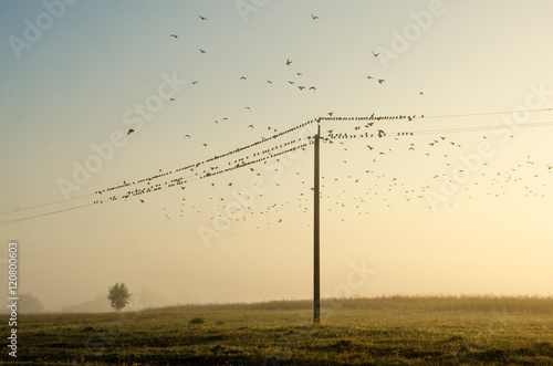 many birds flying and sitting on power lines on the background of nature dawn fog and sun