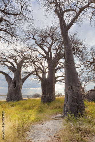 Baines Baobab trees
