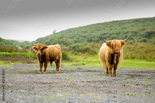 Highland coo (Scotland cow) in Dartmoor National Park in Devon, England, UK
 photo