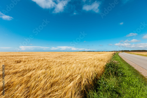 golden wheat field and light blue sky