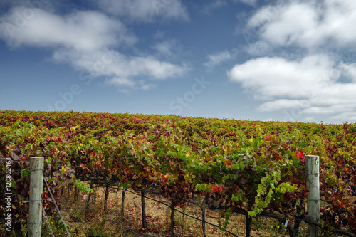Colorful vineyard in autumn in Napa Valley on sunny day. Vibrant multi-colored grape vines at harvest time in Napa California. Blue skies and white puffy clouds.
