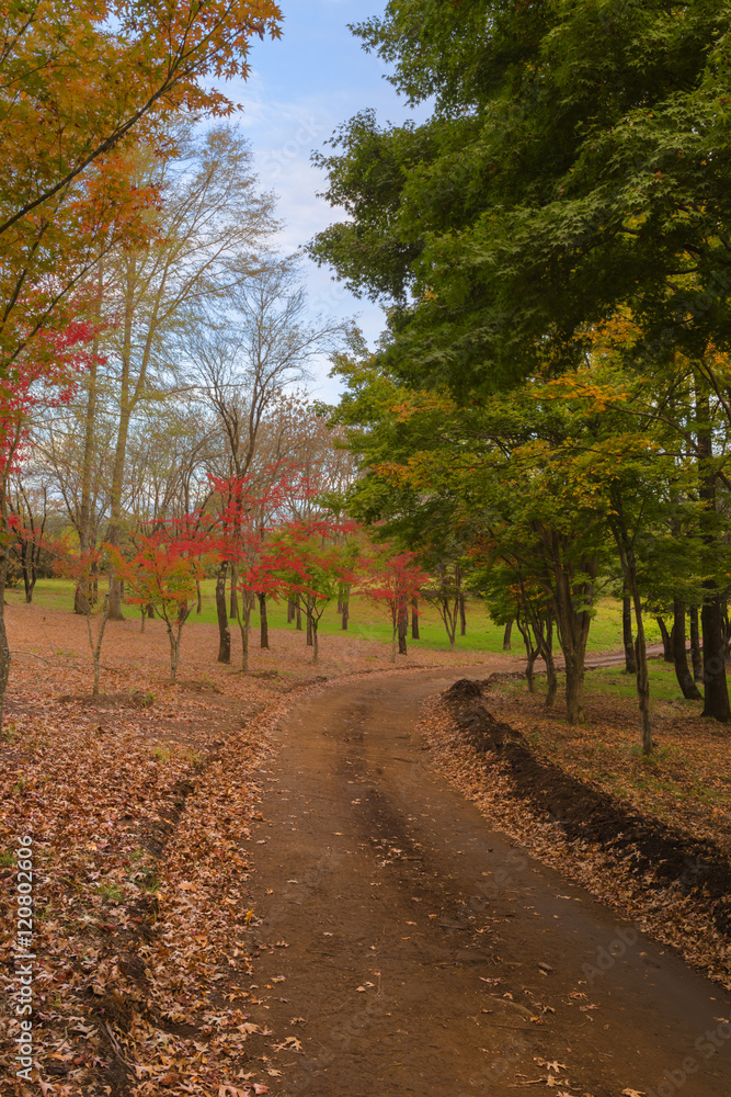 Naklejka premium Autumn coloured trees