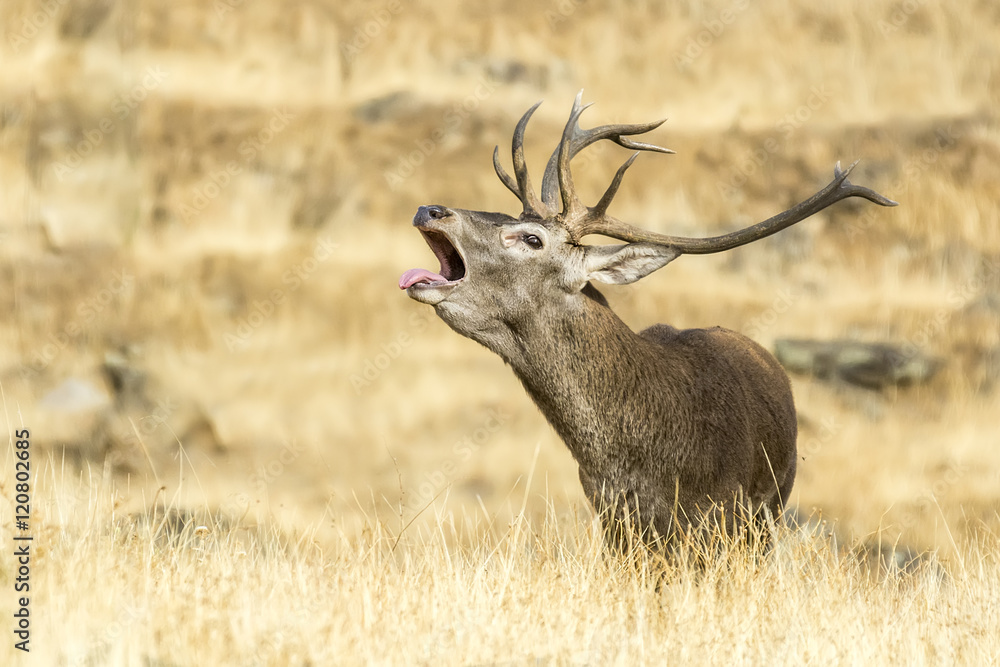 Fototapeta premium deer