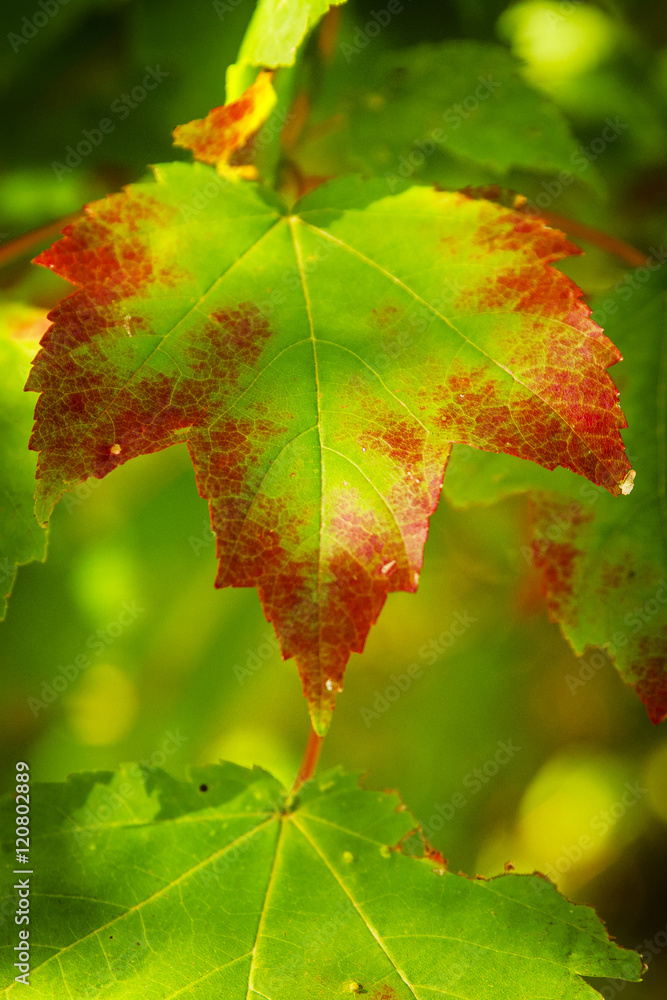 Changing Maple Leaf