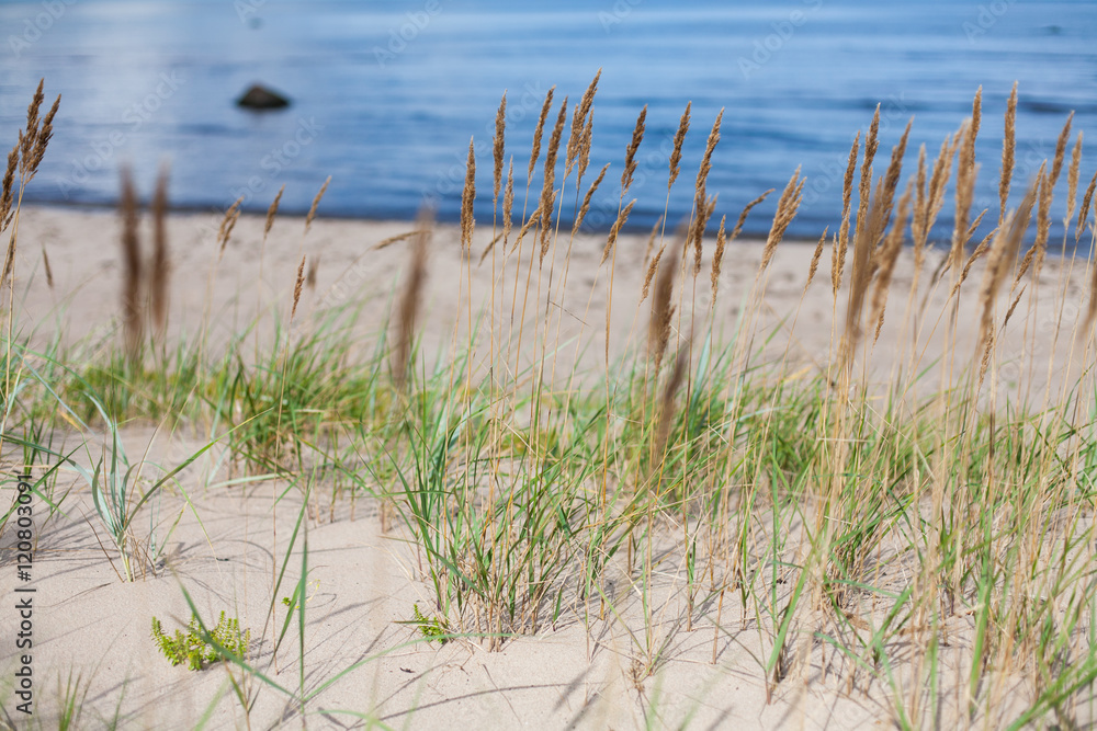 Vibrant green bulrush (Scirpus) plants growing on a sandy beach and a blue sea backdrop