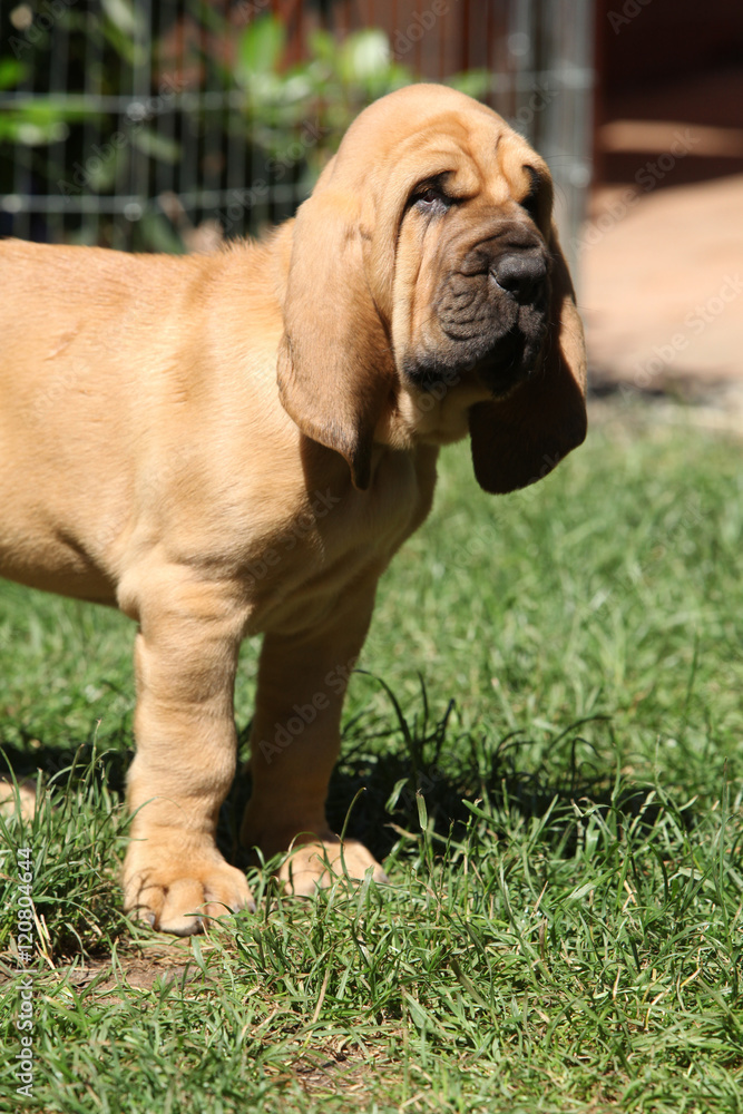 Nice bloodhound puppy