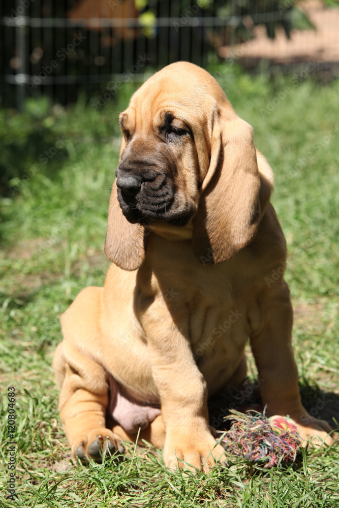 Adorable bloodhound puppy sitting in the garden