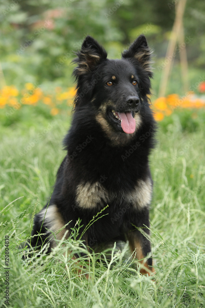 Amazing Bohemian Shepherd in the garden Amazing Bohemian Shepherd in the garden