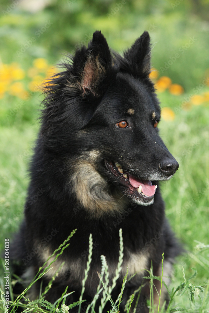 Amazing Bohemian Shepherd in the garden Amazing Bohemian Shepherd in the garden