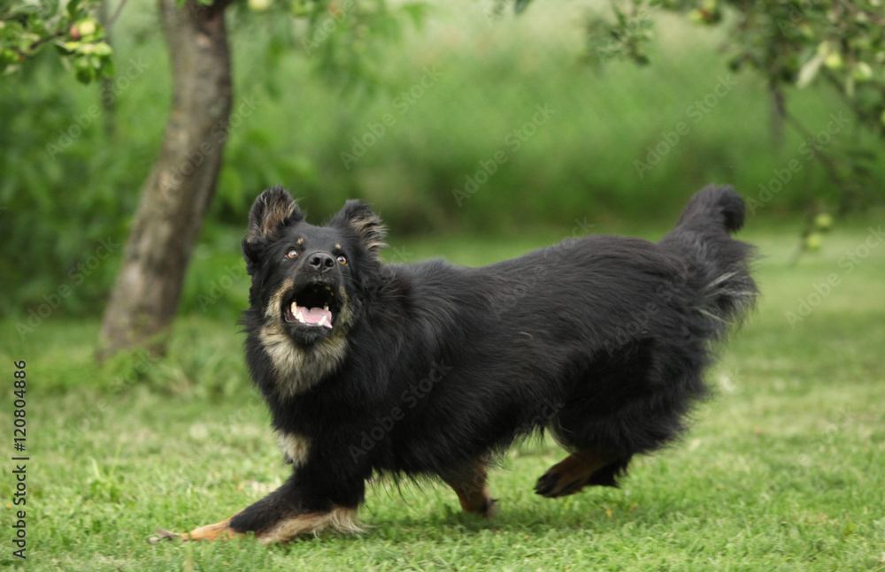 Nice Bohemian shepherd running in the garden Nice Bohemian shepherd running in the garden