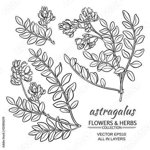 Obraz na plátně astragalus vector set
