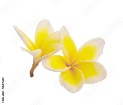 White plumeria rubra flower isolated on White background