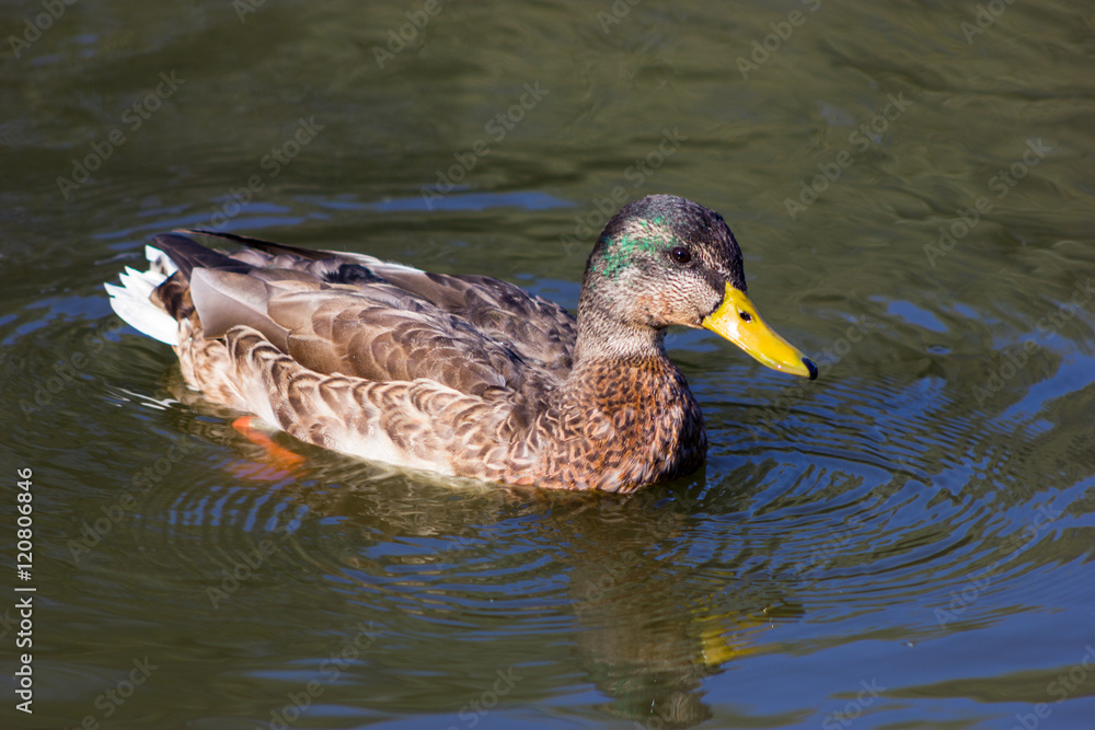 Fototapeta premium Duck swims