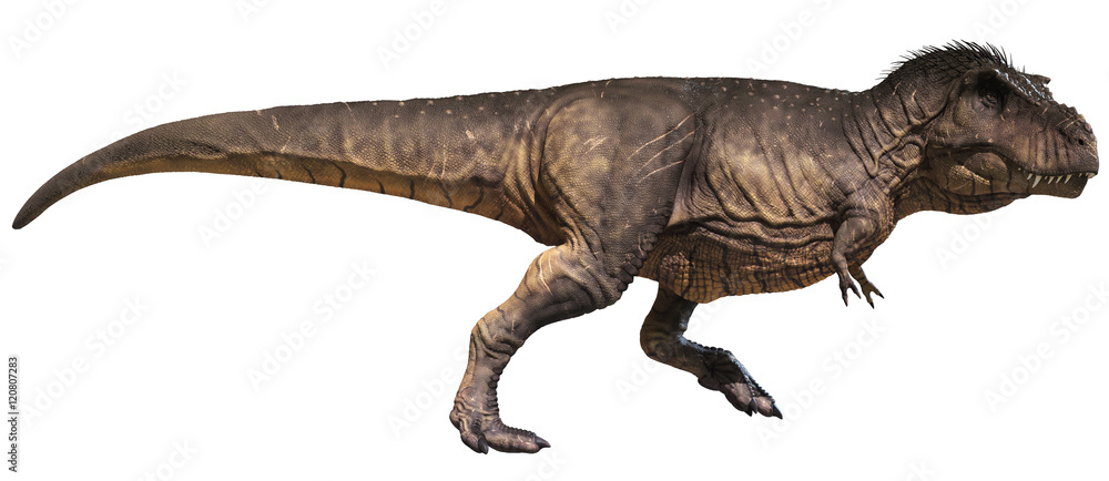 3D rendering of Tyrannosaurus Rex walking, isolated on white background. 3D rendering of Tyrannosaurus Rex walking, isolated on white background.
