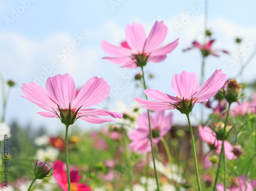 Cosmos flowers © puwa2827