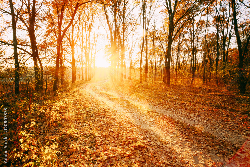 Fototapeta premium Winding Countryside Road Path Walkway Through Autumn Forest. Sunset