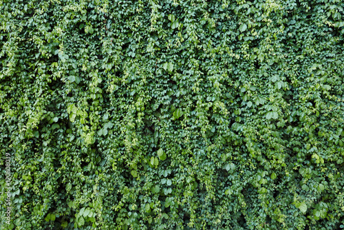 Background and texture of Beautiful green pattern.