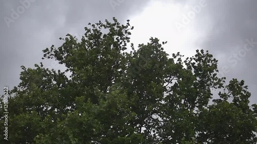 Big green tree at windy weather