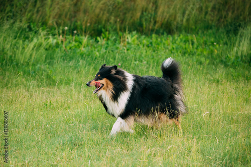 Shetland Sheepdog, Sheltie, Collie. Play Outdoor In Summer Grass