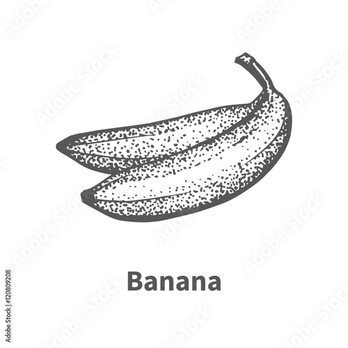 Vector illustration hand-drawn banana