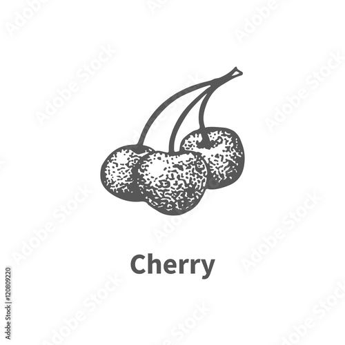 Vector illustration hand-drawn cherry