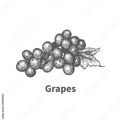 Vector illustration hand-drawn grapes