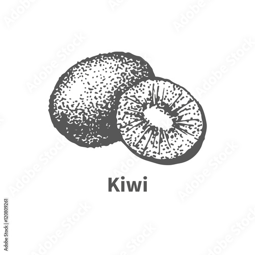 Vector illustration hand-drawn kiwi