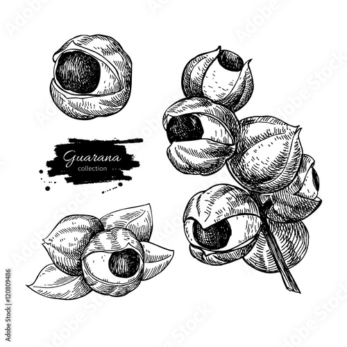 Guarana vector superfood drawing set. Isolated hand drawn