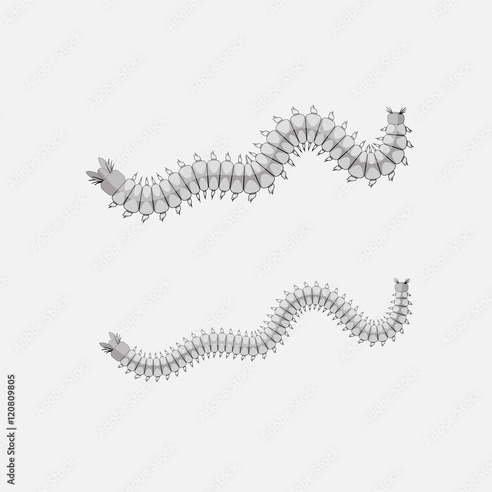 Obraz premium Millipede Worms Illustration