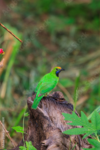 Golden-fronted leafbird on the branch