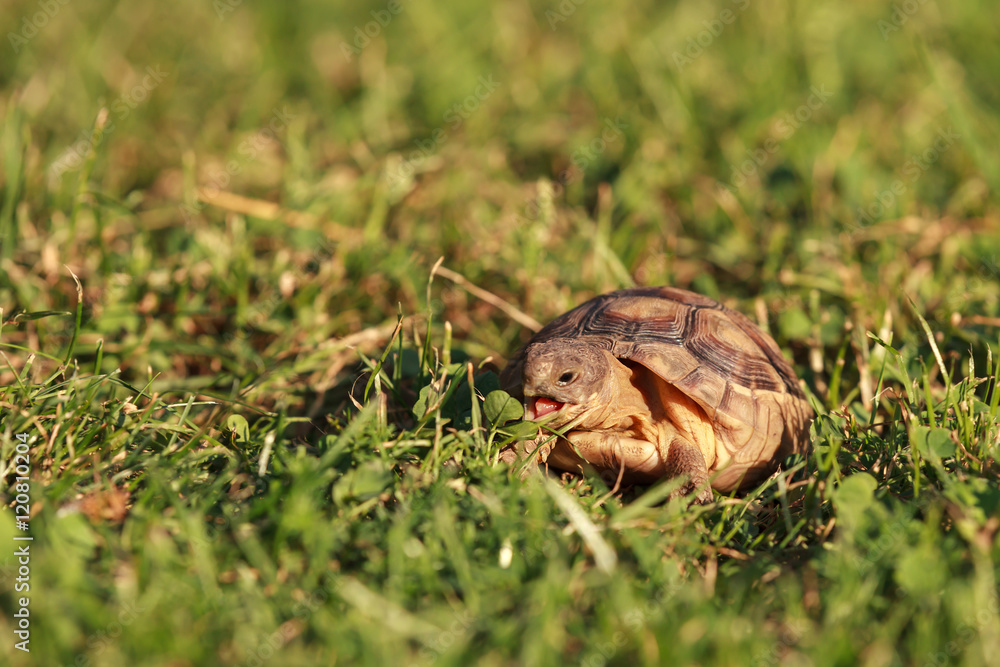 Breitrandschildkröte, Testudo marginata, beim Fressen Breitrandschildkröte, Testudo marginata, beim Fressen