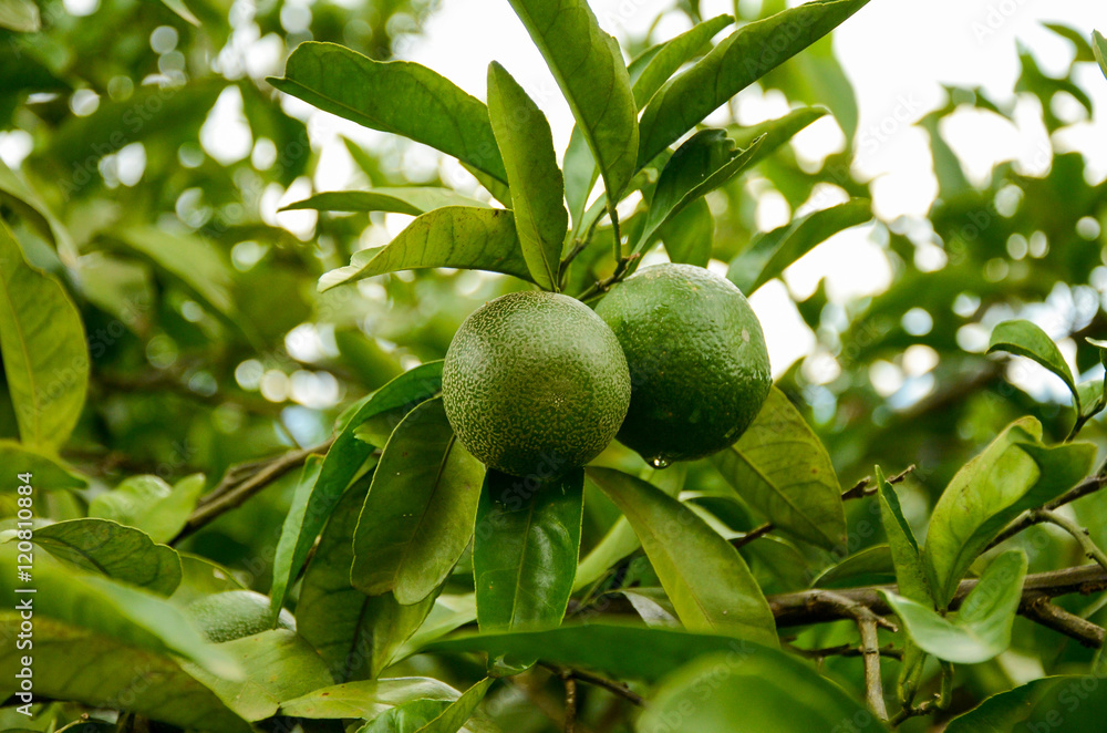 unripe green tangerine, mandarin on the plant unripe green tangerine, mandarin on the plant