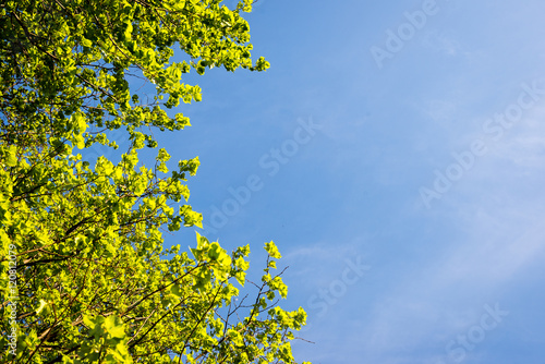 green leaves on a blue sky