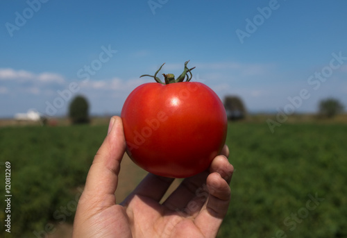 Man holding famous Kumkale Tomato