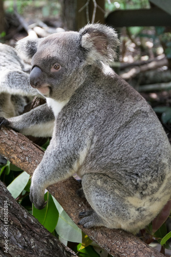 Fototapeta Naklejka Na Ścianę i Meble -  Junger Koala auf einem Ast sitzend, Australien