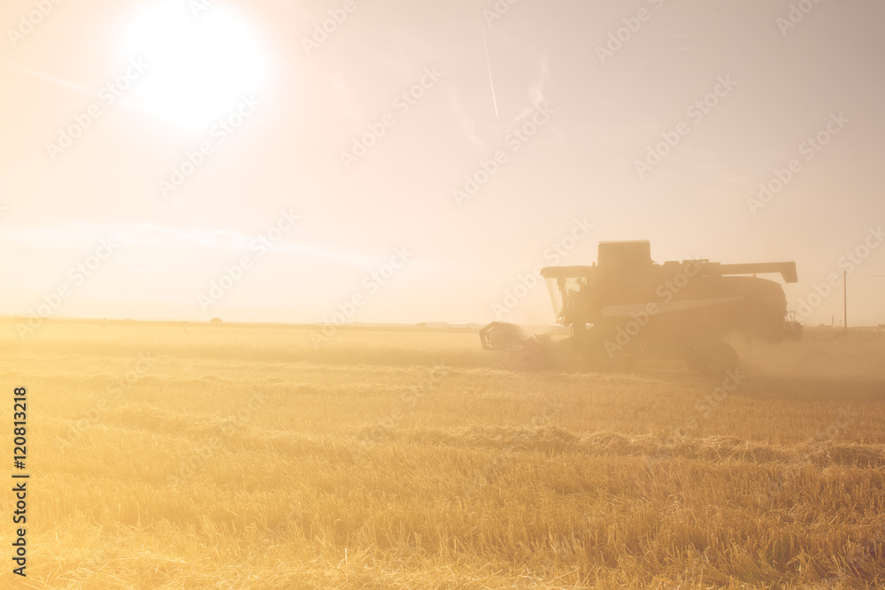 Fototapeta premium Combine harvester working on the wheat field
