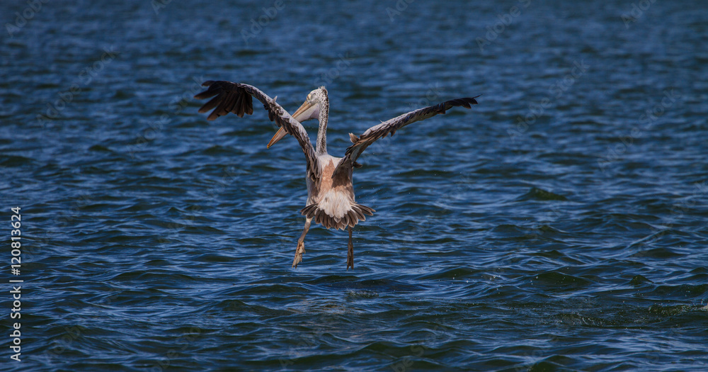 Spot-billed pelican( Pelecanus philippensis) Spot-billed pelican( Pelecanus philippensis)