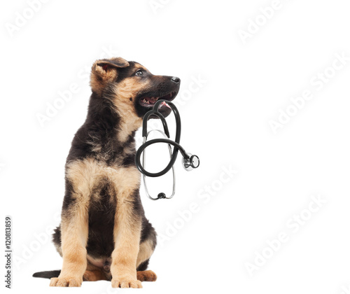 puppy vet and stethoscope